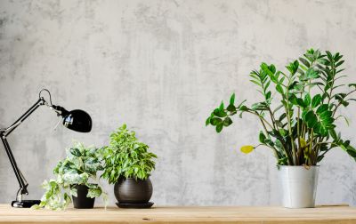 Office Wallpaper Installation in Denver County, CO